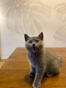 BSH blue
