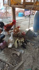 Itiek serati Kampong
