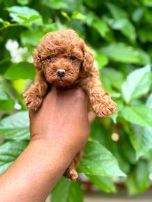 toy poodle 