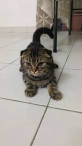 Scottish fold Marble