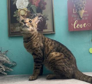 Bengal mix
