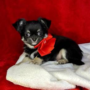 apple head Chihuahua y