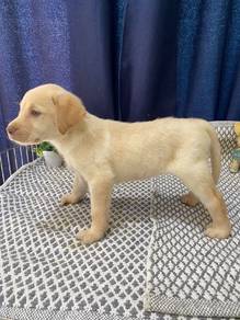Labrador retriever