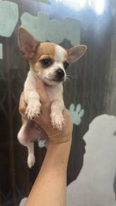 吉娃娃 男
Chihuahua 
Male 
KM-1
Dob : 26-04-26