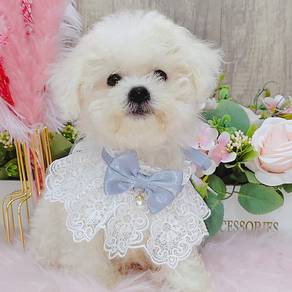 Bichon Frise