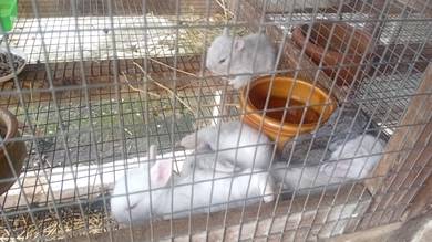 Cute rabbits for sale