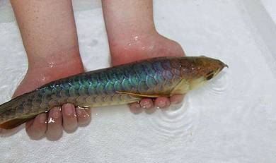Power blue base 13 inch -wholesale price