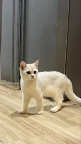 bsh