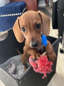 N9990 Zoomy Dachshund cuddles,playful puppy Baby D