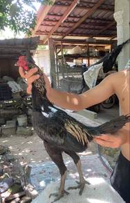 ayam baik koy