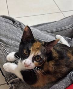 stray cat