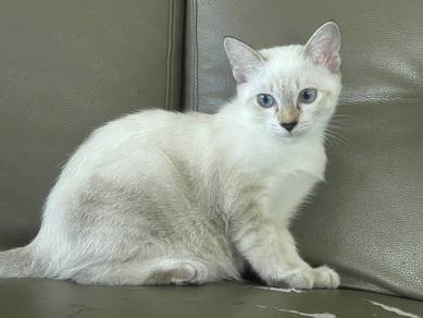 Anak kucing
