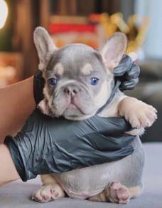 FRENCH BULLDOG PUPPIES🌻A27 Isbella New Shad