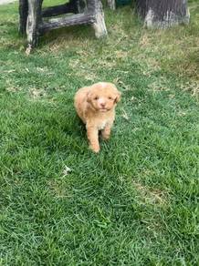 Toy poodle female puppy