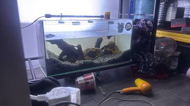 channa red barito dan aquarium