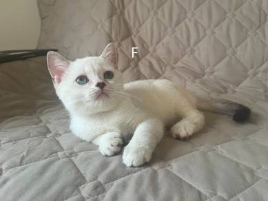Kitten Colorpoint