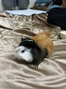 guinea pig