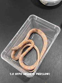 corn snake (hypo granite pied morph)