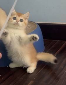 British Shorthair BSH Black Golden Shell Ny12