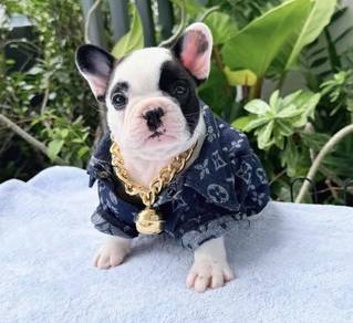 FRENCH BULLDOG PUPPIES 🌻VIP117 Panda Boy Status: