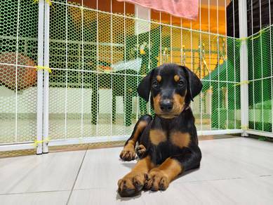 doberman