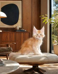 Maine Coon