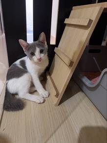 bsh