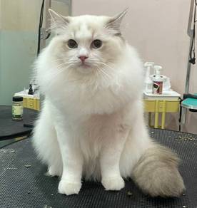 Ragdoll