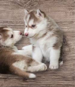 Husky puppies wooly