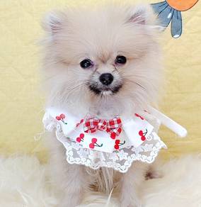 Pomeranian