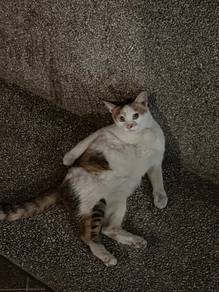 Calico Cat For Adoption