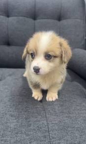 Pure Breed Corgi Puppy (F1) 