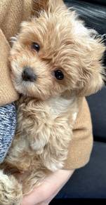 Delightful Maltipoo Maltese mix Poodle mix Short L
