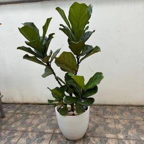 （Fiddle Leaf Fig，Ficus lyrata）