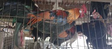 ayam