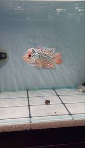 luohan fish kamfa f3