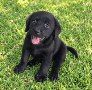 Labrador puppies 