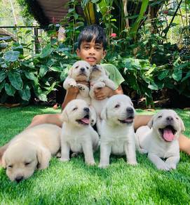 Labrador retriever 6
