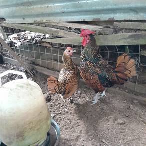 Ayam Batik silver dan gold