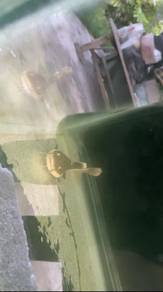 Rtc 3-4inch