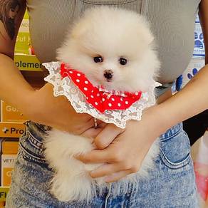 Poodle