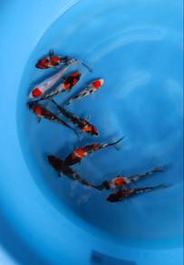 Japanese koi