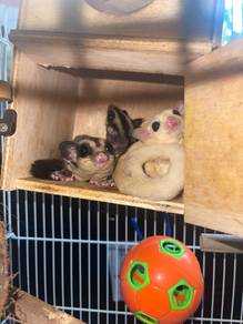 sugar glider