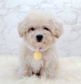 Maltipoo