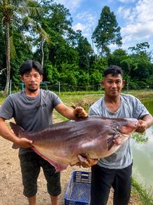 Ikan patin size mega