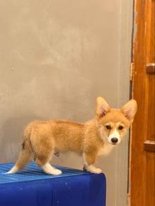 Corgi Male Puppy