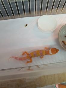 leopard gecko