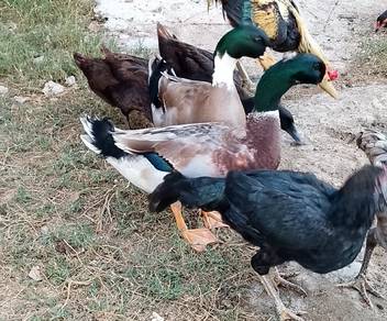 Itik mallard