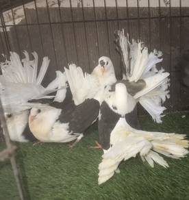 Burung Merpati America Fantail Saddle