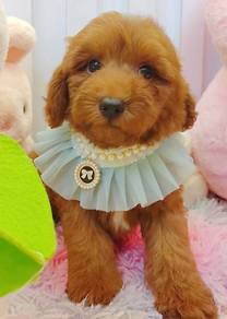 Toy Poodle